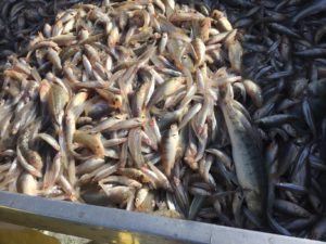 Onderzoek Vogelbescherming: gebrek broedgebied oorzaak slechte visdiefpopulatie