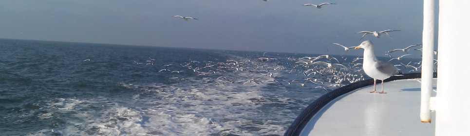 Garnalenvisserij-waddenzee-trekvogels golven zee