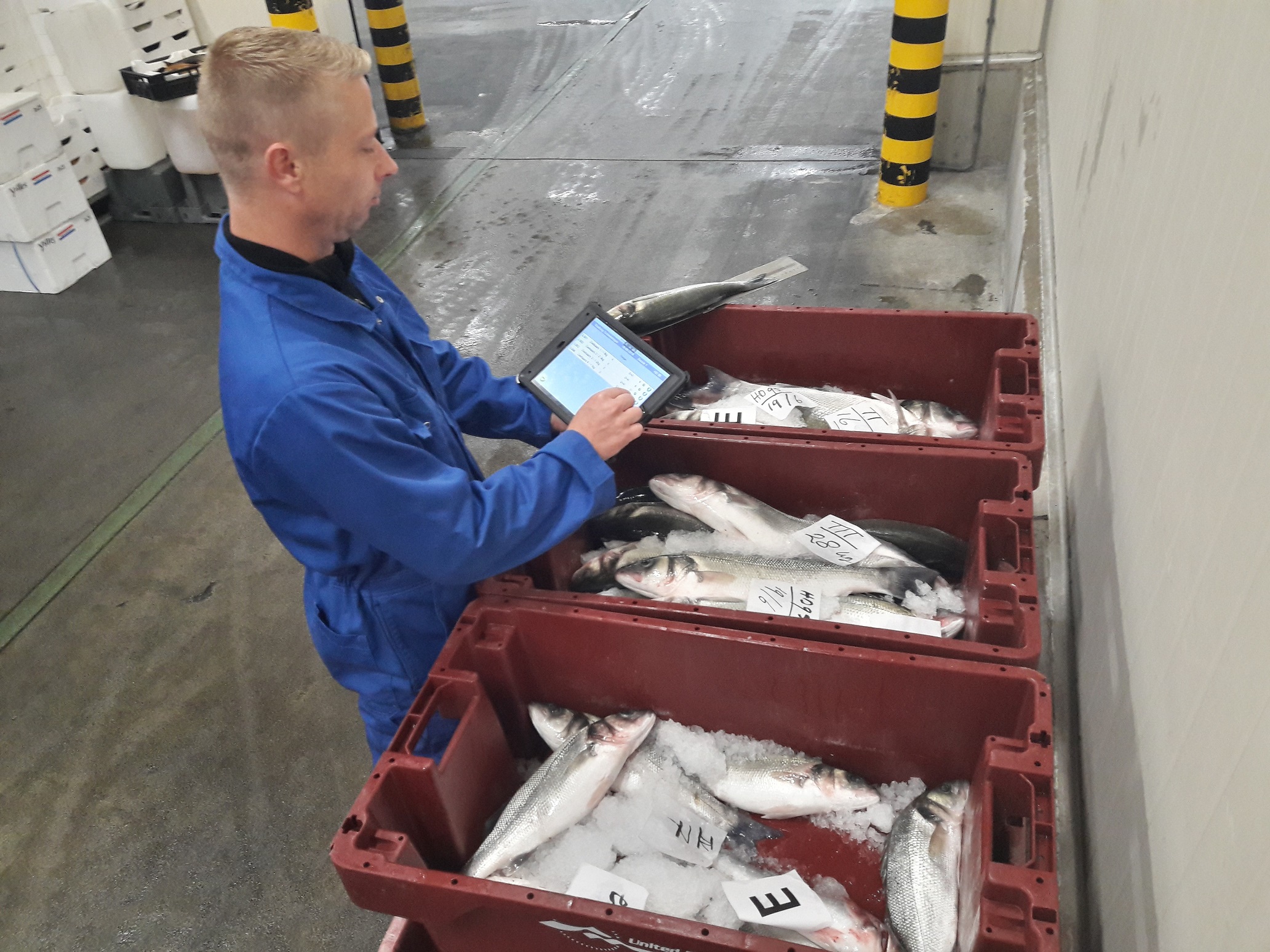 Visafslag medewerker Tim Kuipers bezig met de dagelijkse controle op versheid en maatvoering (Foto Robin Spaans)