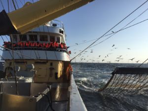 PERSBERICHT – Nederlandse visserijorganisaties open en transparant over pulsvisserij