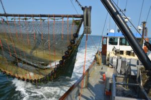 Deadline brievenbusnet in de garnalenvisserij op de Waddenzee
